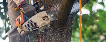 Best Arborist Consultation Services  in Lafayette, CA