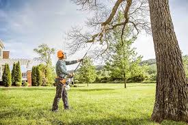 Best Tree Disease Treatment  in Lafayette, CA