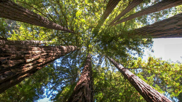 Best Root Management and Removal  in Lafayette, CA