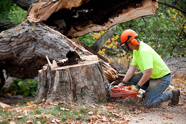 Best Storm Damage Tree Cleanup  in Lafayette, CA