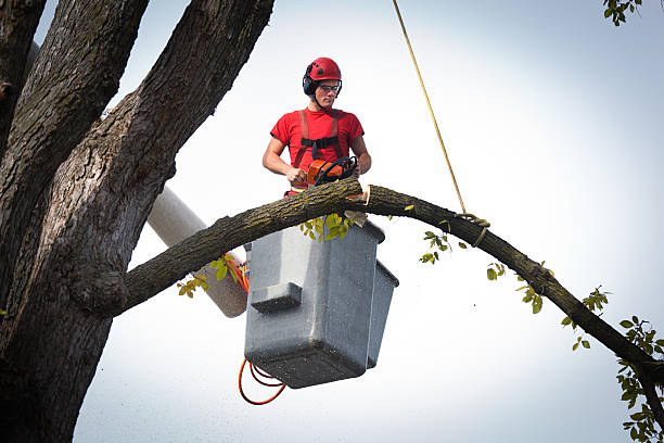 Best Tree Risk Assessment  in Lafayette, CA