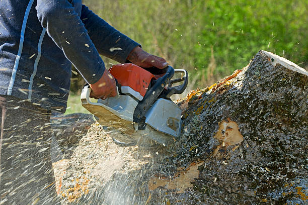 Best Fruit Tree Pruning  in Lafayette, CA