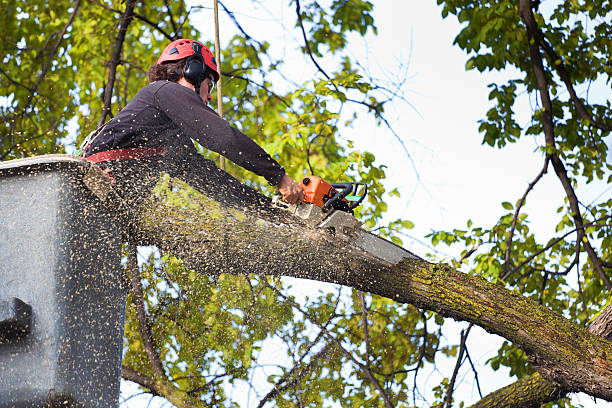 Best Emergency Tree Removal  in Lafayette, CA