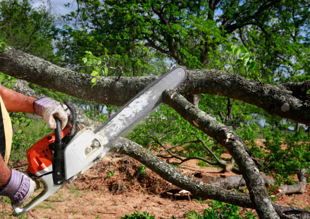 Best Tree Health Inspection  in Lafayette, CA